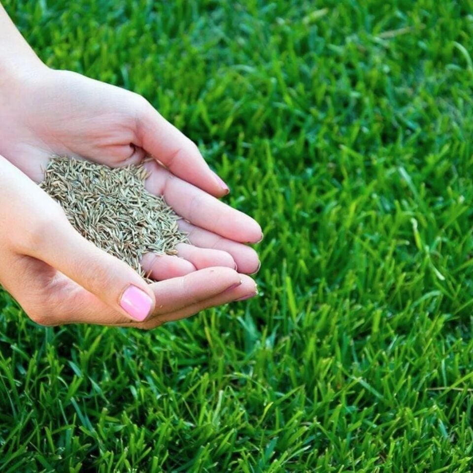 10 Günde Kesime gelen ÇİM TOHUMU Süper Karışım 1 kg 5'li Süper Karışım